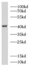 F-Box Protein 32 antibody, FNab03044, FineTest, Western Blot image 