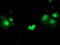 STAT5A antibody, TA502736, Origene, Immunofluorescence image 