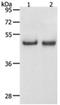 Sperm-associated antigen 4 protein antibody, orb107585, Biorbyt, Western Blot image 