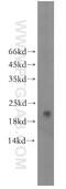Neurturin antibody, 19709-1-AP, Proteintech Group, Western Blot image 
