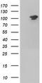 Ubiquitin Specific Peptidase 5 antibody, CF501290, Origene, Western Blot image 