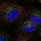 Protein TFG antibody, PA5-65710, Invitrogen Antibodies, Immunofluorescence image 
