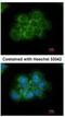 CRK Proto-Oncogene, Adaptor Protein antibody, NBP1-32044, Novus Biologicals, Immunofluorescence image 