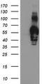 Golgi Membrane Protein 1 antibody, TA504114, Origene, Western Blot image 