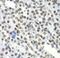 Splicing Factor 3b Subunit 2 antibody, FNab07778, FineTest, Immunohistochemistry frozen image 