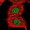 Zinc finger protein 639 antibody, NBP2-47571, Novus Biologicals, Immunofluorescence image 