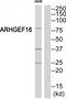 Rho Guanine Nucleotide Exchange Factor 16 antibody, TA315374, Origene, Western Blot image 