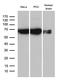 25-hydroxycholesterol 7-alpha-hydroxylase antibody, TA807549, Origene, Western Blot image 