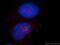 Polo Like Kinase 5 antibody, 21299-1-AP, Proteintech Group, Immunofluorescence image 