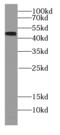 Regulator Of Chromosome Condensation 1 antibody, FNab06406, FineTest, Western Blot image 