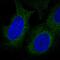 Disco Interacting Protein 2 Homolog B antibody, NBP2-58276, Novus Biologicals, Immunofluorescence image 