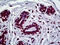 Engrailed Homeobox 1 antibody, 51-696, ProSci, Immunohistochemistry frozen image 