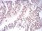 Lysine-specific histone demethylase 1B antibody, NBP2-52415, Novus Biologicals, Immunohistochemistry frozen image 