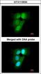 Proteasome Subunit Alpha 6 antibody, LS-C186310, Lifespan Biosciences, Immunocytochemistry image 