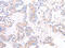 ArfGAP With Dual PH Domains 1 antibody, CSB-PA708534, Cusabio, Immunohistochemistry paraffin image 