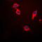 Synuclein Beta antibody, orb214595, Biorbyt, Immunofluorescence image 