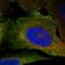 CD48 antigen antibody, HPA055146, Atlas Antibodies, Immunofluorescence image 