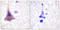 Protein Phosphatase 1 Regulatory Subunit 12A antibody, LS-C117672, Lifespan Biosciences, Immunohistochemistry frozen image 