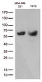 Stromelysin-3 antibody, LS-C799194, Lifespan Biosciences, Western Blot image 