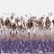 RP1 Like 1 antibody, HPA024744, Atlas Antibodies, Immunohistochemistry frozen image 