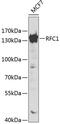 Replication factor C subunit 1 antibody, GTX55779, GeneTex, Western Blot image 