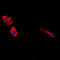Gastrin antibody, LS-C352219, Lifespan Biosciences, Immunofluorescence image 
