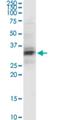 Peroxisomal Biogenesis Factor 11 Alpha antibody, H00008800-M04, Novus Biologicals, Western Blot image 