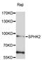 Sphingosine Kinase 2 antibody, STJ28831, St John