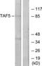 TATA-Box Binding Protein Associated Factor 5 antibody, TA314591, Origene, Western Blot image 