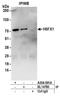 Heat Shock Transcription Factor Family, X-Linked 2 antibody, A304-091A, Bethyl Labs, Immunoprecipitation image 