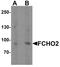 FCH Domain Only 2 antibody, PA5-34390, Invitrogen Antibodies, Western Blot image 