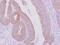 Keratin 71 antibody, NBP2-17040, Novus Biologicals, Immunohistochemistry frozen image 