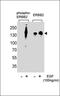 A-Kinase Anchoring Protein 8 antibody, orb214972, Biorbyt, Western Blot image 