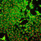Oxidised glutathione antibody, ADI-SPA-542-E, Enzo Life Sciences, Immunofluorescence image 