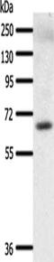 TNF Receptor Associated Factor 3 antibody, CSB-PA940722, Cusabio, Western Blot image 