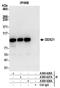 DExD-Box Helicase 21 antibody, A300-629A, Bethyl Labs, Immunoprecipitation image 