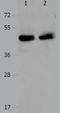 Pro-Apoptotic WT1 Regulator antibody, TA322987, Origene, Western Blot image 