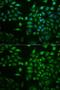 Phospholipase A2 Group IID antibody, GTX32792, GeneTex, Immunocytochemistry image 