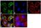 Amyloid Beta Precursor Protein Binding Family A Member 3 antibody, PA1-072, Invitrogen Antibodies, Immunofluorescence image 