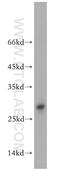 Nucleoredoxin Like 1 antibody, 11203-1-AP, Proteintech Group, Western Blot image 