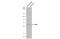 Homeobox protein EMX2 antibody, GTX129992, GeneTex, Western Blot image 