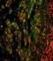 CD11C antibody, LS-C165321, Lifespan Biosciences, Immunofluorescence image 
