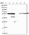 Zinc finger protein 300 antibody, NBP2-13566, Novus Biologicals, Western Blot image 