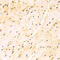 Serine And Arginine Rich Splicing Factor 1 antibody, 16-628, ProSci, Immunohistochemistry frozen image 