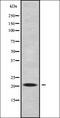 Rab-like protein 5 antibody, orb338594, Biorbyt, Western Blot image 