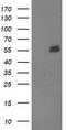 U-Box Domain Containing 5 antibody, TA502952S, Origene, Western Blot image 