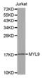 Myosin Light Chain 9 antibody, abx002197, Abbexa, Western Blot image 