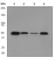 Y-Box Binding Protein 1 antibody, ab76149, Abcam, Western Blot image 