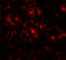 Death Associated Protein antibody, 7389, ProSci, Immunofluorescence image 