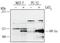 HIF-2-alpha antibody, AF2886, R&D Systems, Western Blot image 